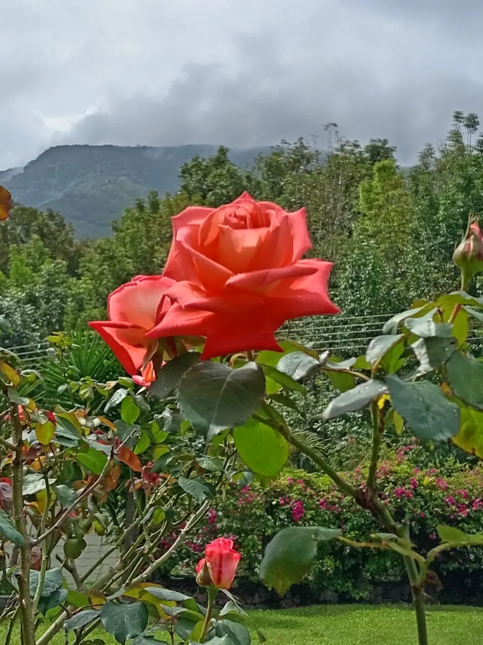 Rosa rosada frente a las montañas verdes de Mérida